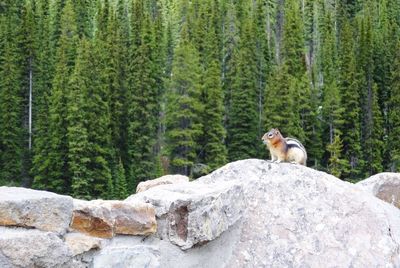 View of an animal on rock