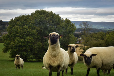 Sheep in a field