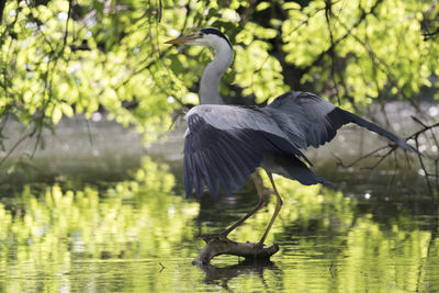 Grey heron flying at lake