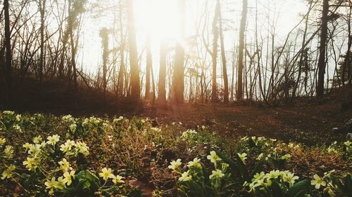 Sun shining through trees