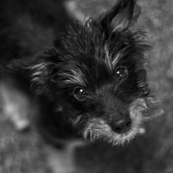 Close-up portrait of dog
