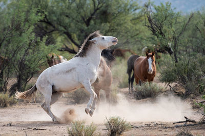 Wild horse playtime in the desert