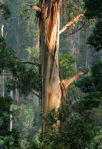 Trees in forest