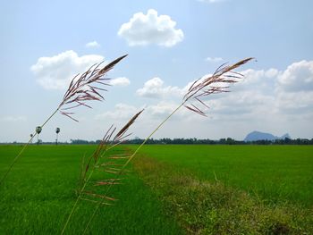 Crops growing on field against sky