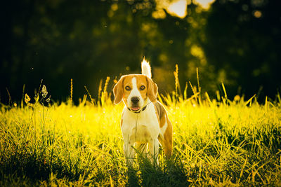 Portrait of dog on field