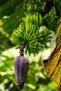 Close-up of banana tree