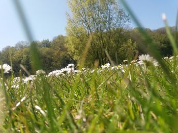 Close-up of grass on field against trees