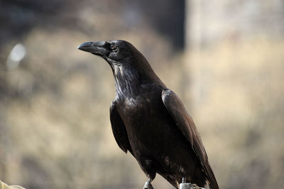 Close-up of bird perching