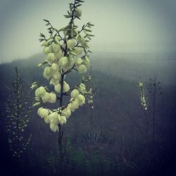 Flowers blooming on plant against bright sun