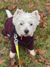 Portrait of west highland terrier