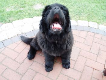 High angle view of dog yawning