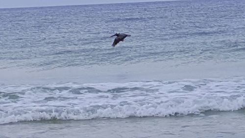 Bird flying over sea