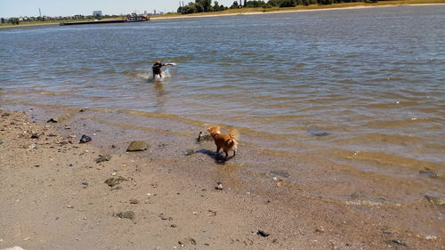 High angle view of dog on beach