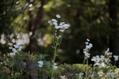 Close-up of white flowers