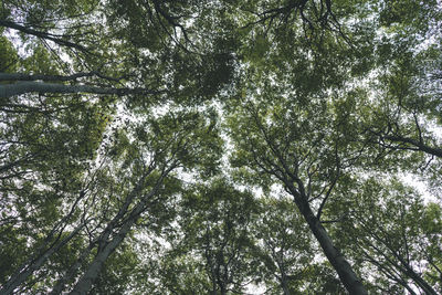 Low angle view of trees in forest