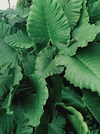 Full frame shot of green leaves