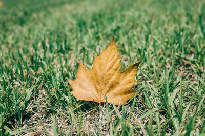 Close-up of maple leaf on field