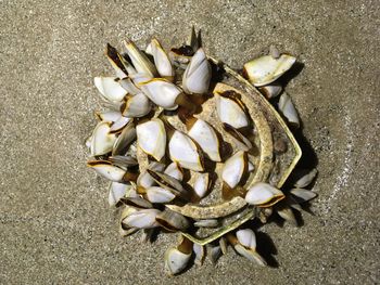 High angle view of shells