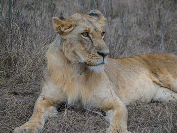 Lioness resting on a field