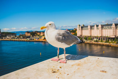 Seagull perching on retaining wall by sea against sky