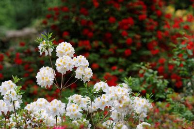 Close-up of white flowers