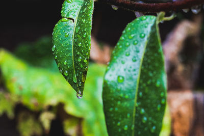 Close-up of raindrops on leaf