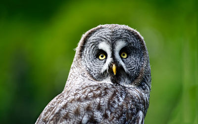 Close-up of owl