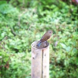 Bird perching on leaf