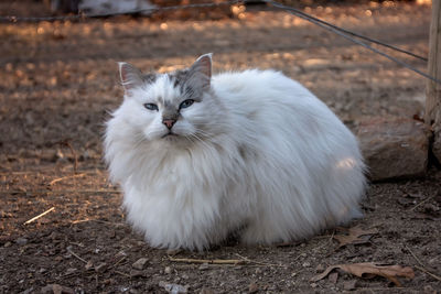 Portrait of cat sitting outdoors