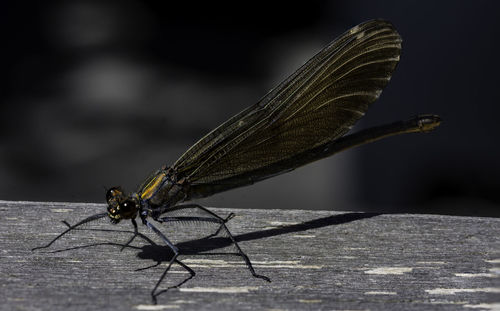 Macro shot of damselfly on wood