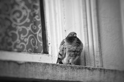 Close-up of bird perching on railing against wall