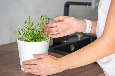 Cropped hand holding potted plant