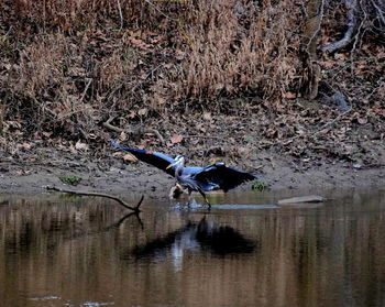 Bird on tree by water