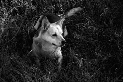 Dog looking away on field