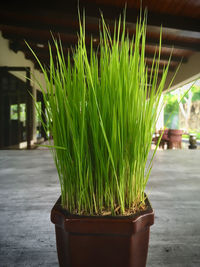 Close-up of potted plant on footpath