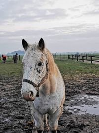 Look into my eyes, a curious horse 