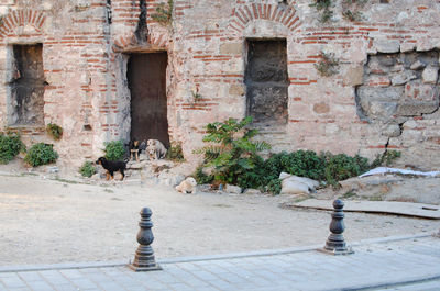 Cat looking at old building