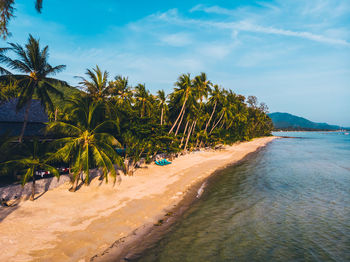 Palm trees on beach against sky