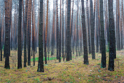 Mist Fog Wood