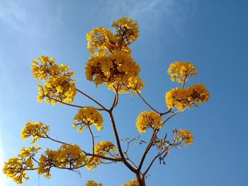 Low angle view of flowers on tree