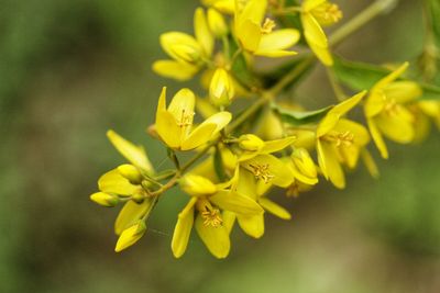 Close-up of yellow flowering plant