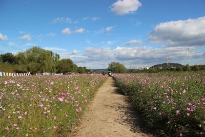 Scenic view of flowering plants on field against sky