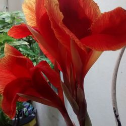 Close-up of red flower blooming outdoors