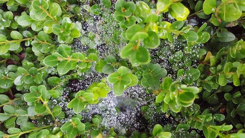 Full frame shot of plants