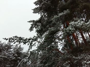 Low angle view of tree against sky