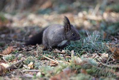 Close-up of squirrel on field