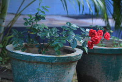 plant