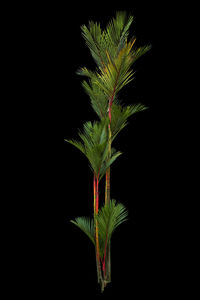 Close-up of plant against black background