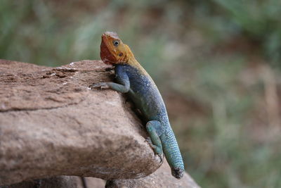 Close-up of lizard on tree