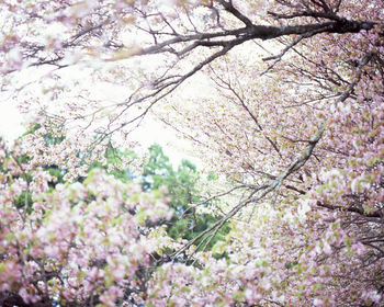 Low angle view of cherry blossoms in spring